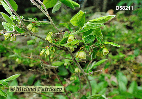 Velvet-leaved Blueberry (Vaccinium myrtilloides)